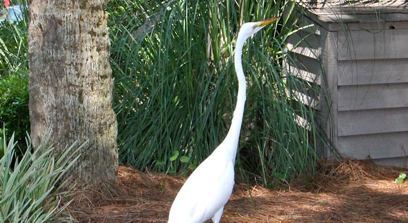 The Village At Palmetto Dunes Condominiums ヒルトンヘッドアイランド エクステリア 写真
